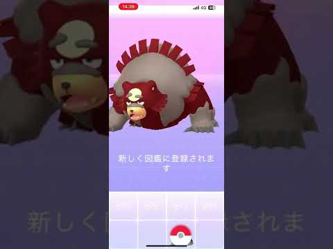 色違いヒメグマをガチグマに進化！/SHINY  Teddiursa evolved Ursaluna！#shorts