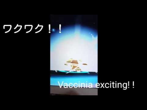 大人気！！ポケモンGO　　進化　ポッポ→ピジョン　Very popular! ! Pokemon GO evolution Poppo → Pigeon