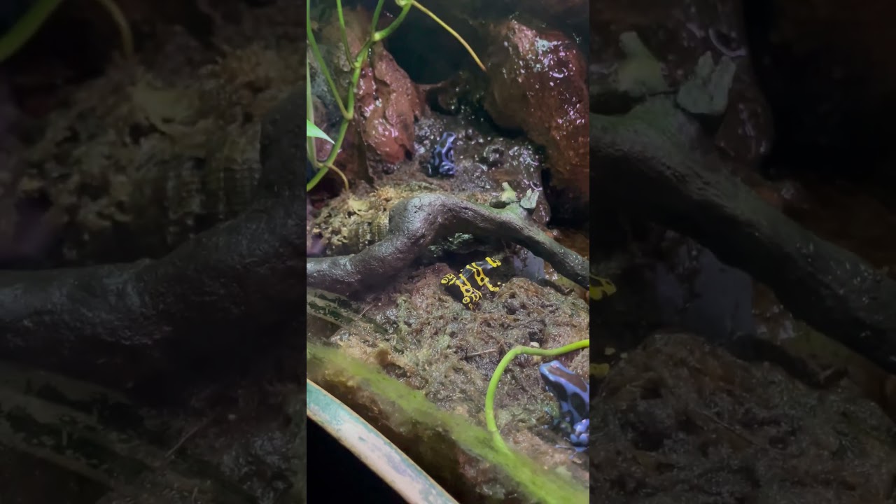 【閲覧注意】リアルガマゲロゲおった #shorts #ポケモン