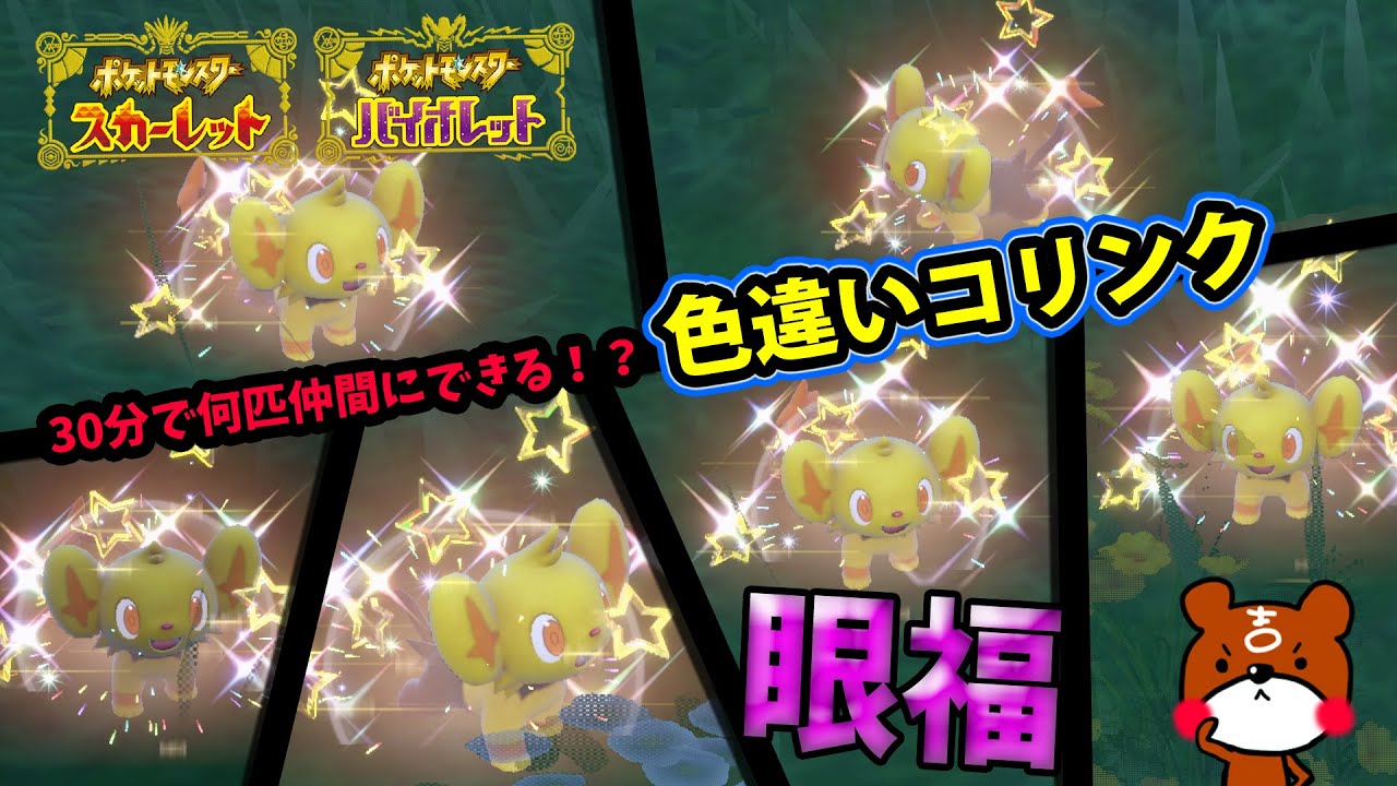 【ポケモンSV】可愛すぎ！GWイベント色違いコリンクを30分で何匹仲間にできる！レントラーにも進化させたい！キタカミの里の大量発生時の色違い厳選方法を紹介！ポケモンスカーレットバイオレット