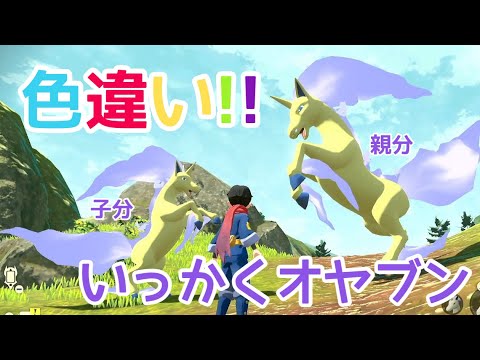 【ポケモンアルセウス】色違い【実況】！！オヤブンギャロップ！！