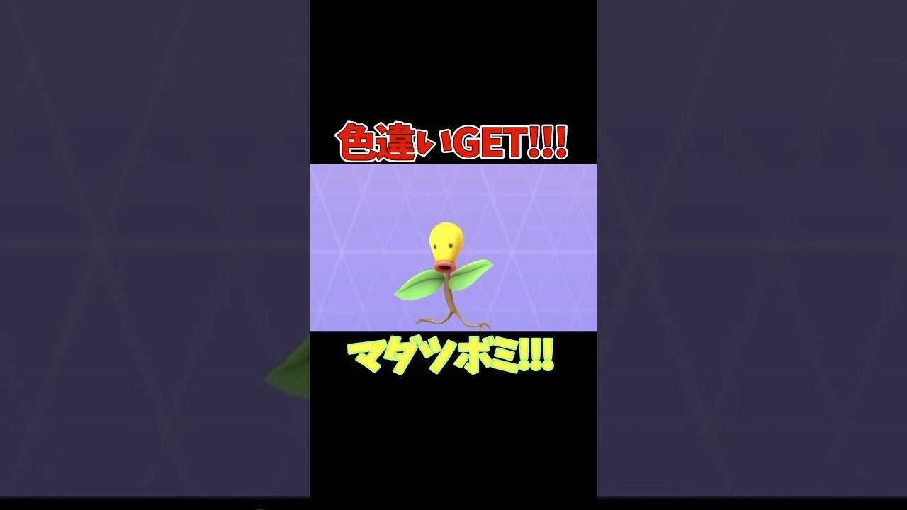 【ポケモンGO】色違いGET!!!マダツボミ!!!#pokemon #ポケモン #ポケモンgo #pokemongo #shinypokemon #色違い #bellsprout ＃マダツボミ