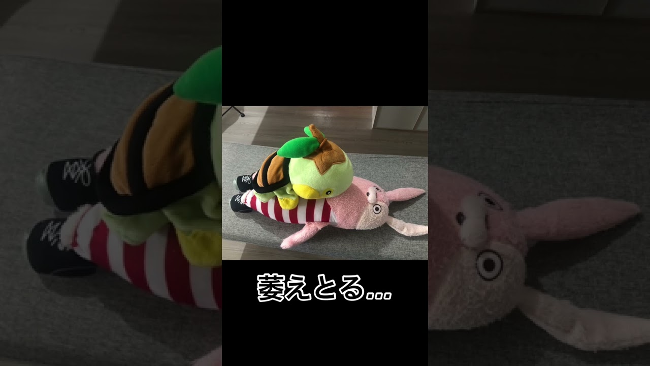 写真で一言　#ナエトル  #写真で一言 #ipponグランプリ #shorts