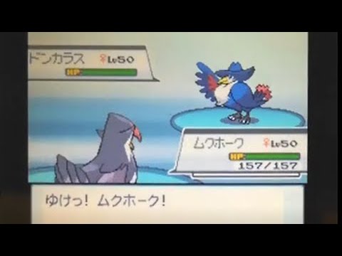 Pokemon SS 金ネジキ3ターン撃破 @鉢巻ムクホーク