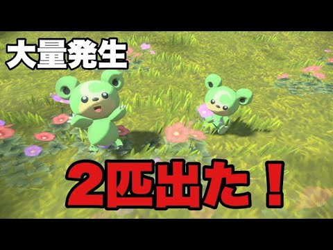 大量発生ヒメグマ！色違いが2匹！！？【Pokémon LEGENDS アルセウス】
