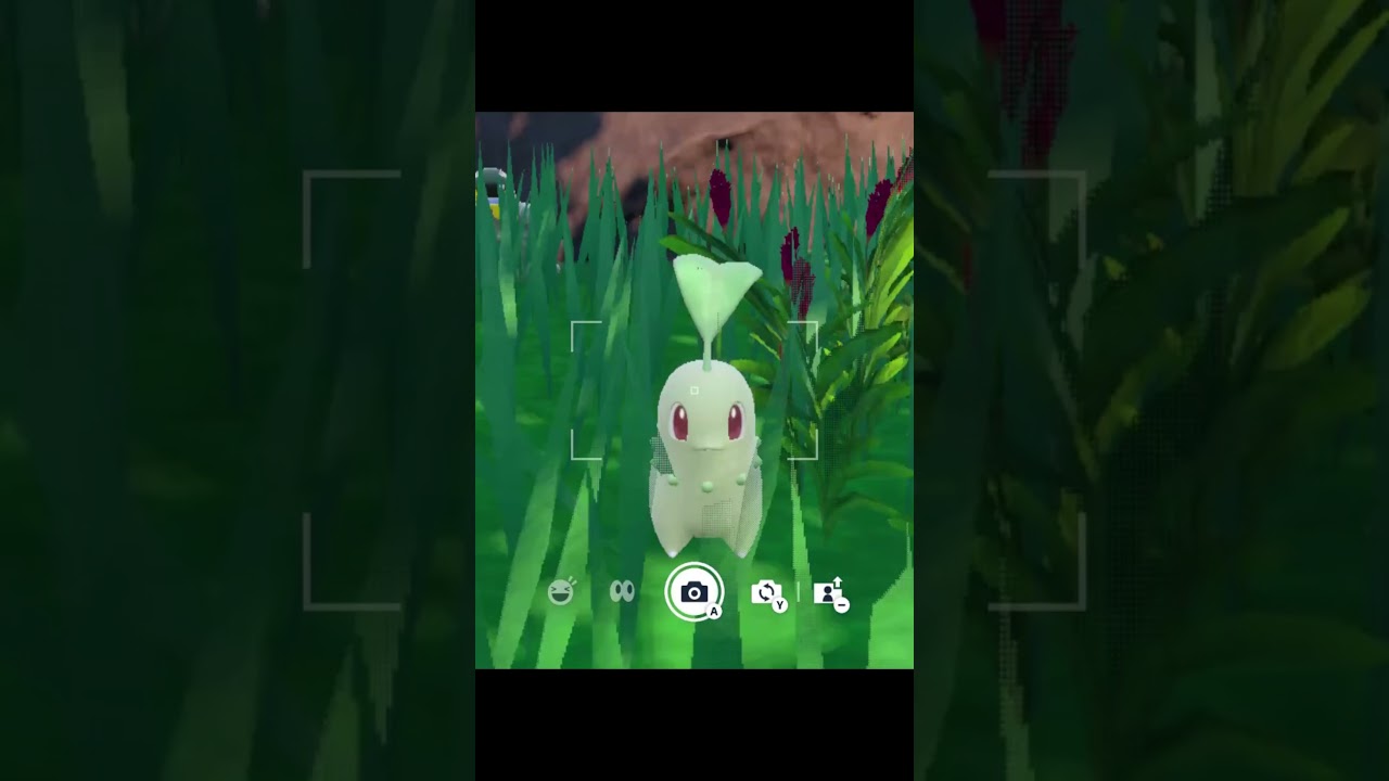 チコリータが可愛すぎるチコチコ【ポケモンSV ポケモンスカーレット/バイオレット】 #shorts #pokemonscarlet  #pokemonviolet