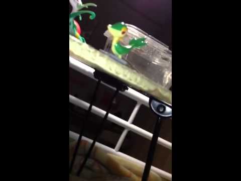 ツタージャ・ジャノビー・ジャローダ日記その1