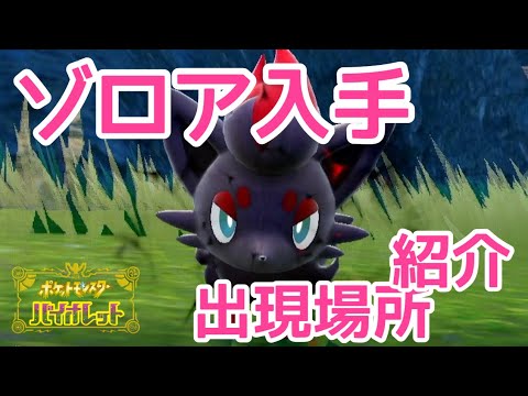 【ポケモンSV】実況！！ゾロア入手・出現場所紹介【バイオレット】