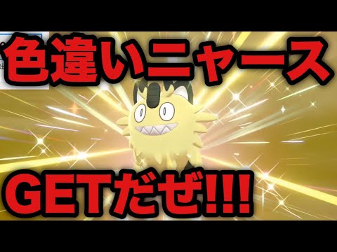 【ポケモン剣盾】色違いニャースキタアアアアア！！【ソード・シールド】