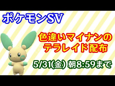 🔴【ポケモンSV】色違いマイナンのレイド配布＋視聴者同士の交流所（攻略情報・レイド募集・ポケモン交換・ポケモン対戦・攻略情報など）2024年5月30日 夜～