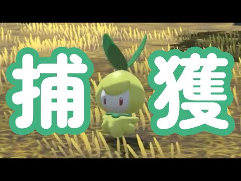 チュリネをただただ捕まえるだけ【Pokémon LEGENDS アルセウス】