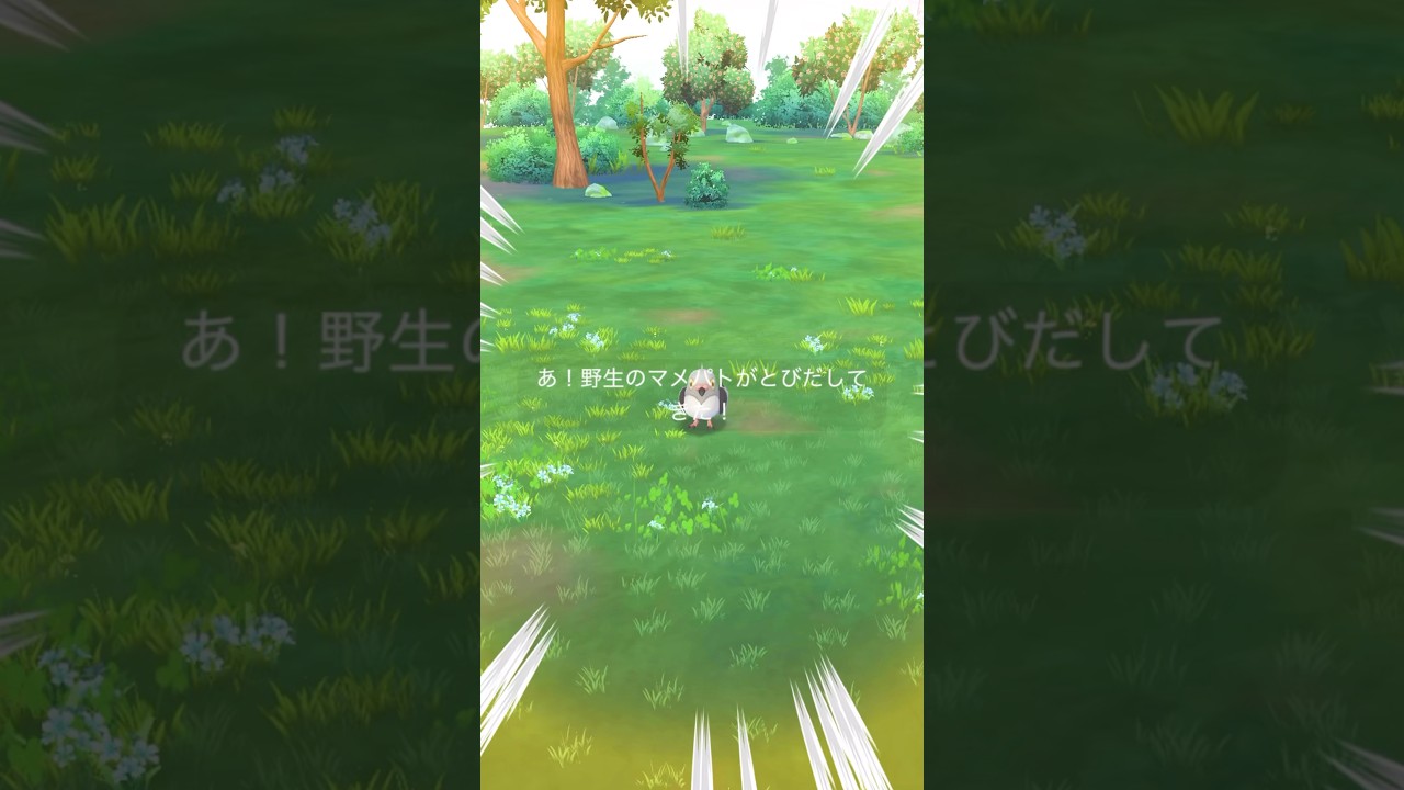 【毎日ポケGO】ちっちゃい！マメパト♫ #ポケモンgo #ポケモン #pokemongo