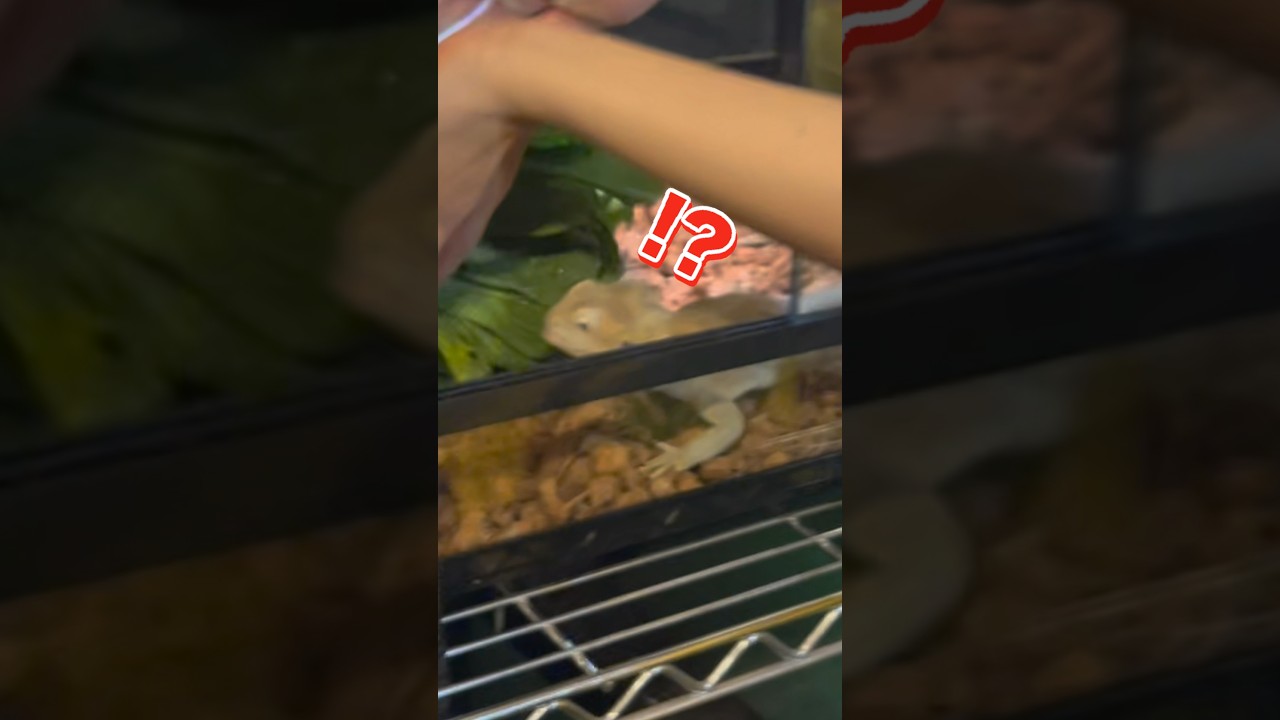 ありえない量のエサをあげたらトカゲはどうする！？！？