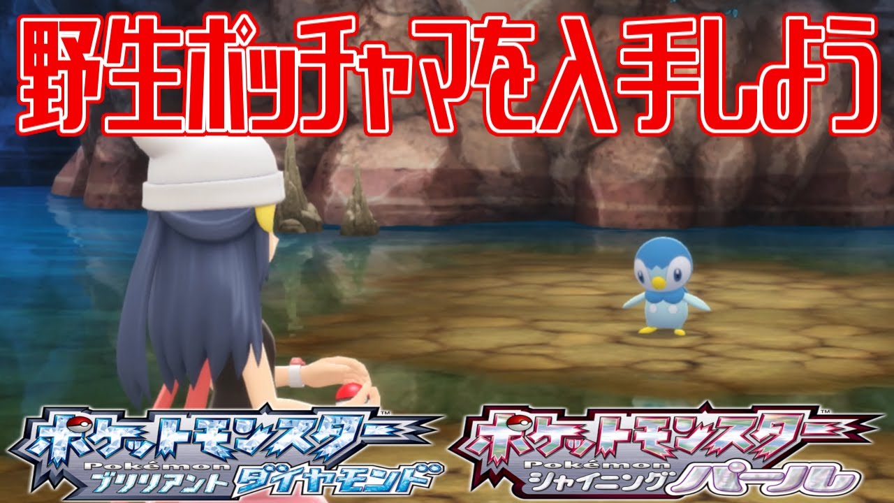 【ポケモンダイパリメイク】野生ポッチャマを入手しよう【ポケットモンスター ブリリアントダイヤモンド・シャイニングパール】Pocket Monsters