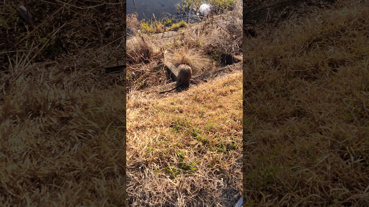 世紀の発見!   現実のブイゼル