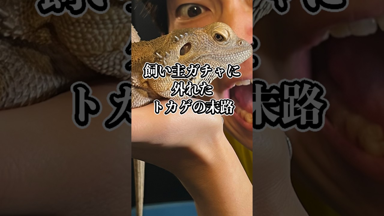 最低な飼い主に飼われたトカゲの末路がヤバすぎる………