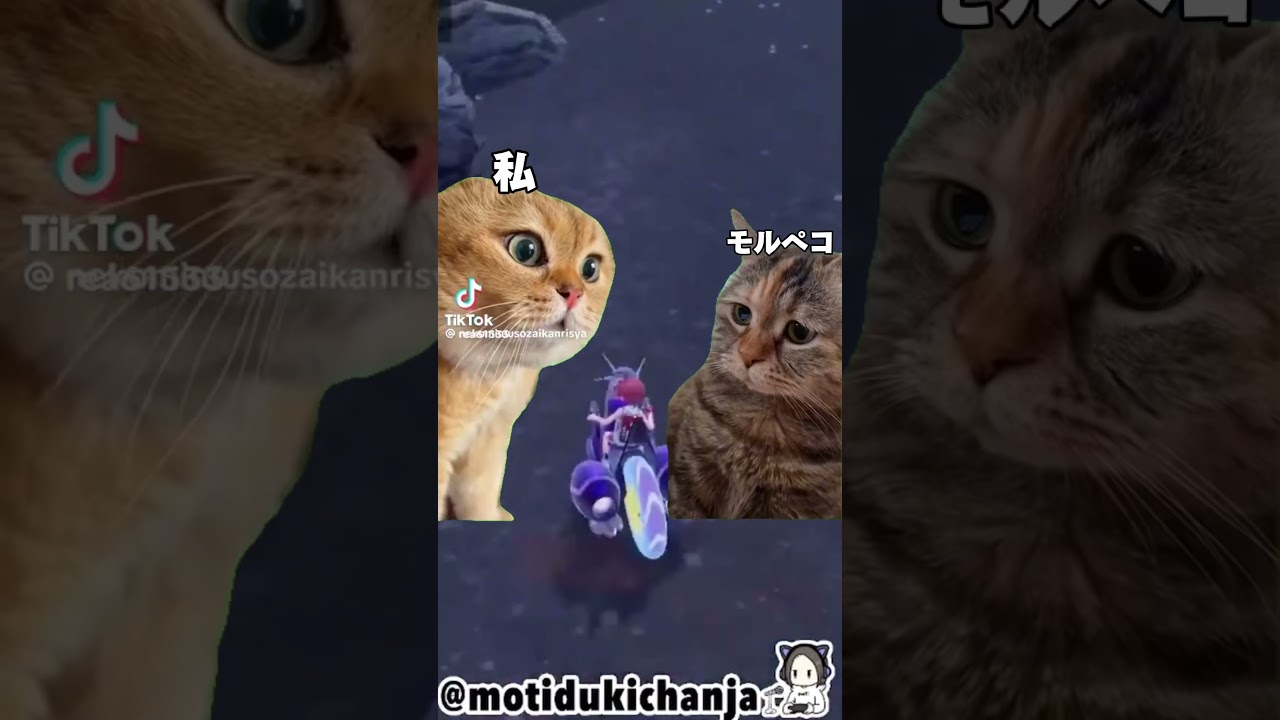 モルペコの色証厳選 #ポケモンsv