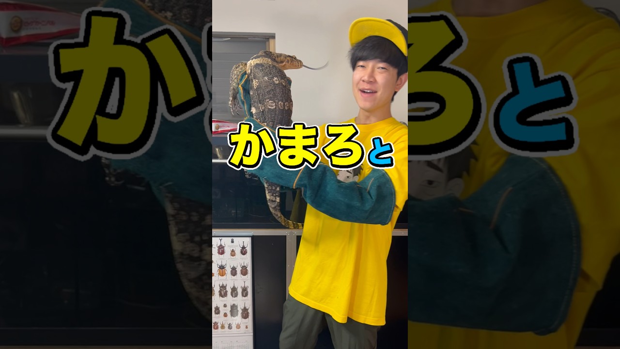 オオトカゲの体重測ったらとんでもない結果に…………