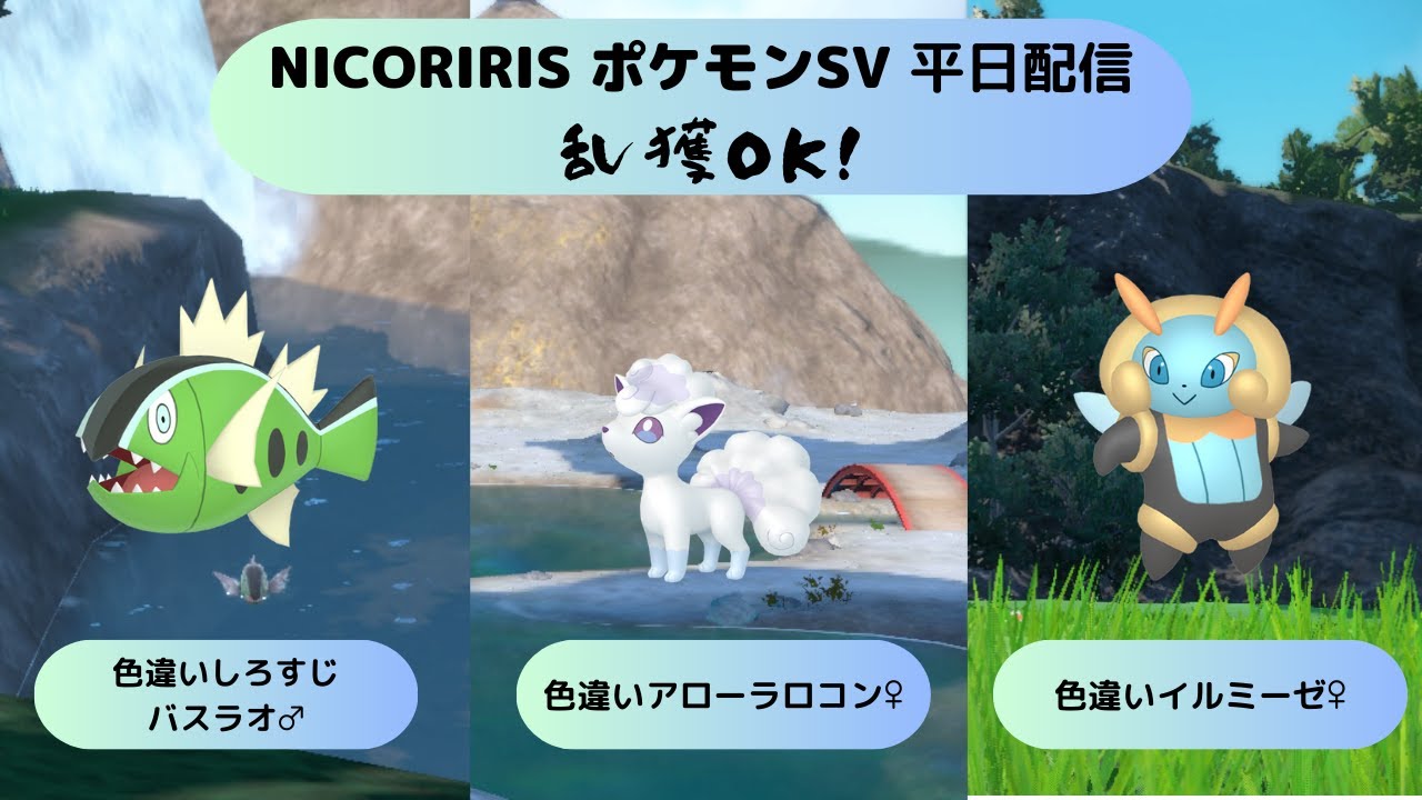 【ポケモンSV】色違いイルミーゼ♀　色違いバスラオ♂　色違いアローラロコン♀