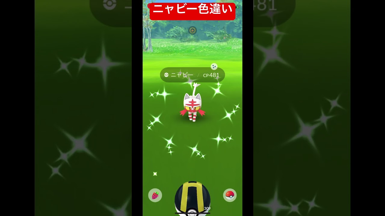 【ポケモンGO】コミュニティ・デイのニャビーの色違い　　Litten #ポケモンgo色違い