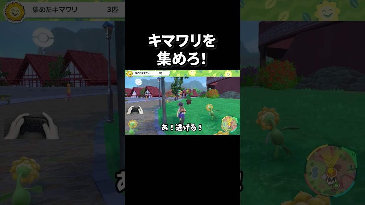 キマワリを集めろ！【ポケットモンスターバイオレット】