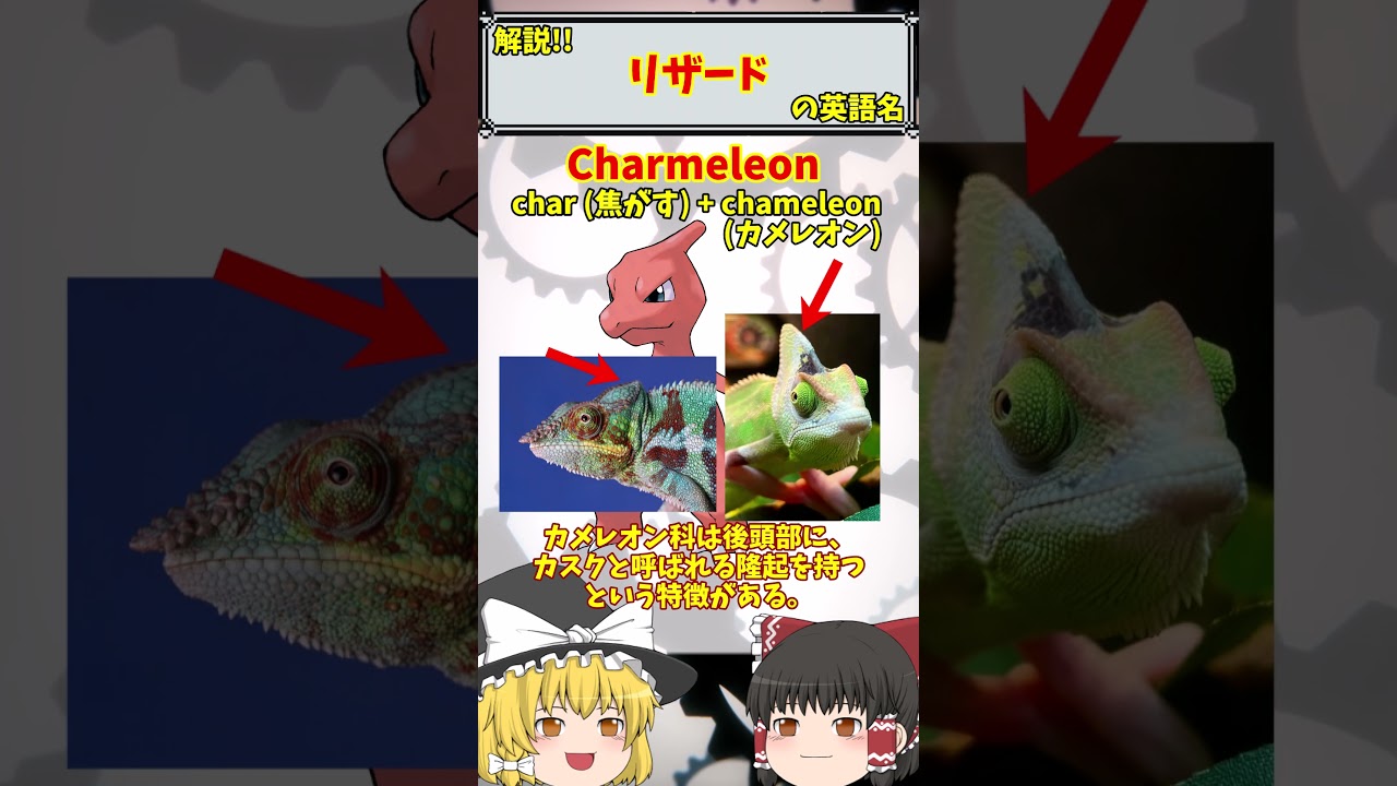 【英語でポケモン】No.005 リザード【海外ポケモンゼミナール】 #ポケモン #ポケモンゆっくり解説 #ポケモン解説 #海外 #英語 #toeic