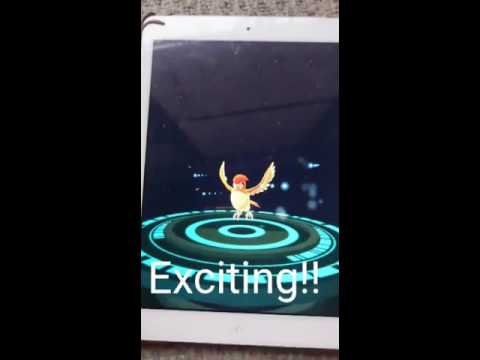 大人気！！ポケモンGO　進化！！　ピジョン→ピジョット　Very popular! ! Pokemon GO evolution! ! Pigeon → Pidgeot