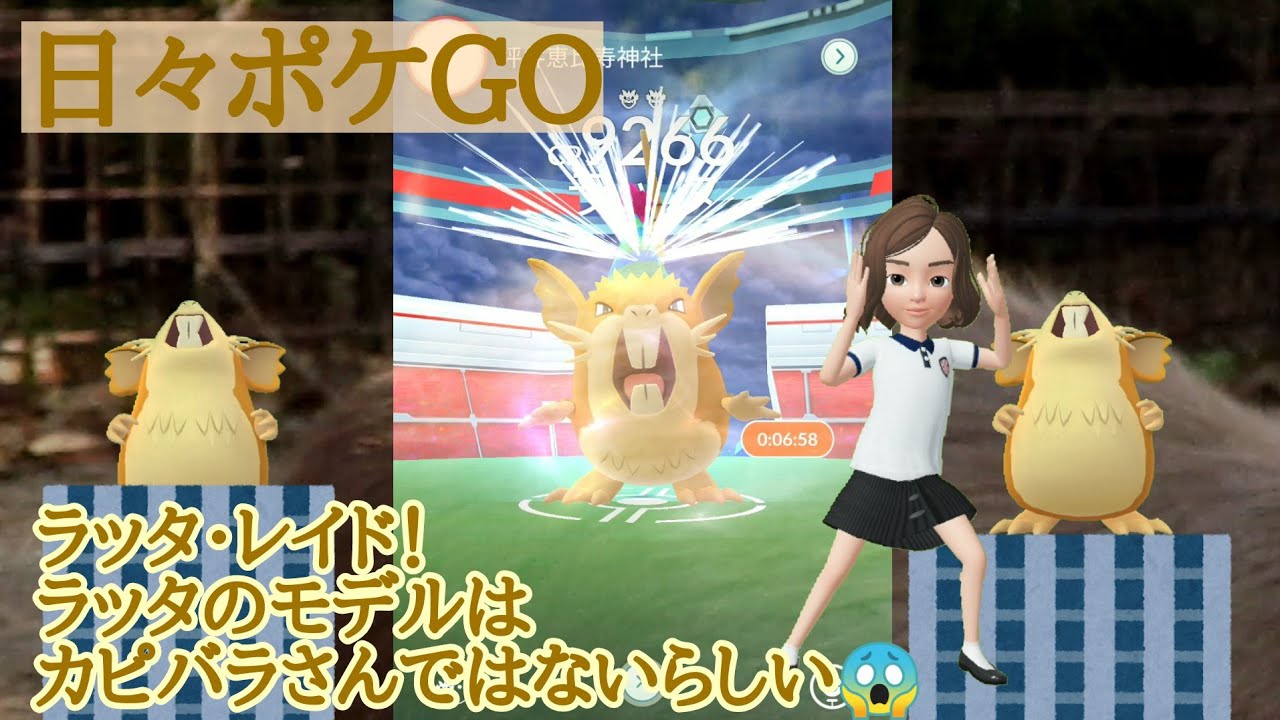 日々ポケGO   ラッタ・レイドバトル‼️ラッタのモデルはカピバラさんではないらしい😱