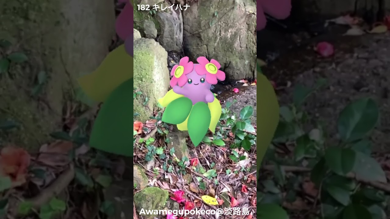 キレイハナ｜Bellossom｜ShinyPokémon【ポケモンGO】PoKeMoN GO AR｜AR動画｜NianticAR｜GOsnapshot｜淡路島  #ポケモン