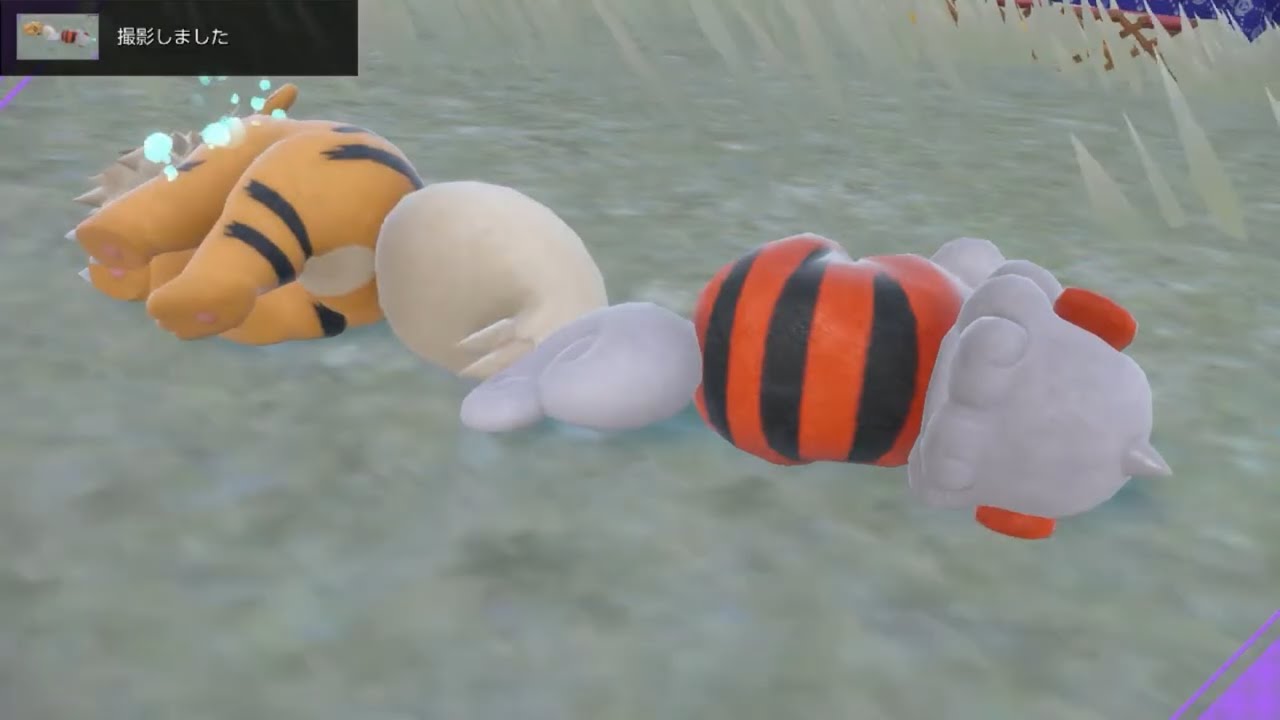 【#64】 ガーディピクニック ライブカメラ 【ポケモンSV 藍の円盤】