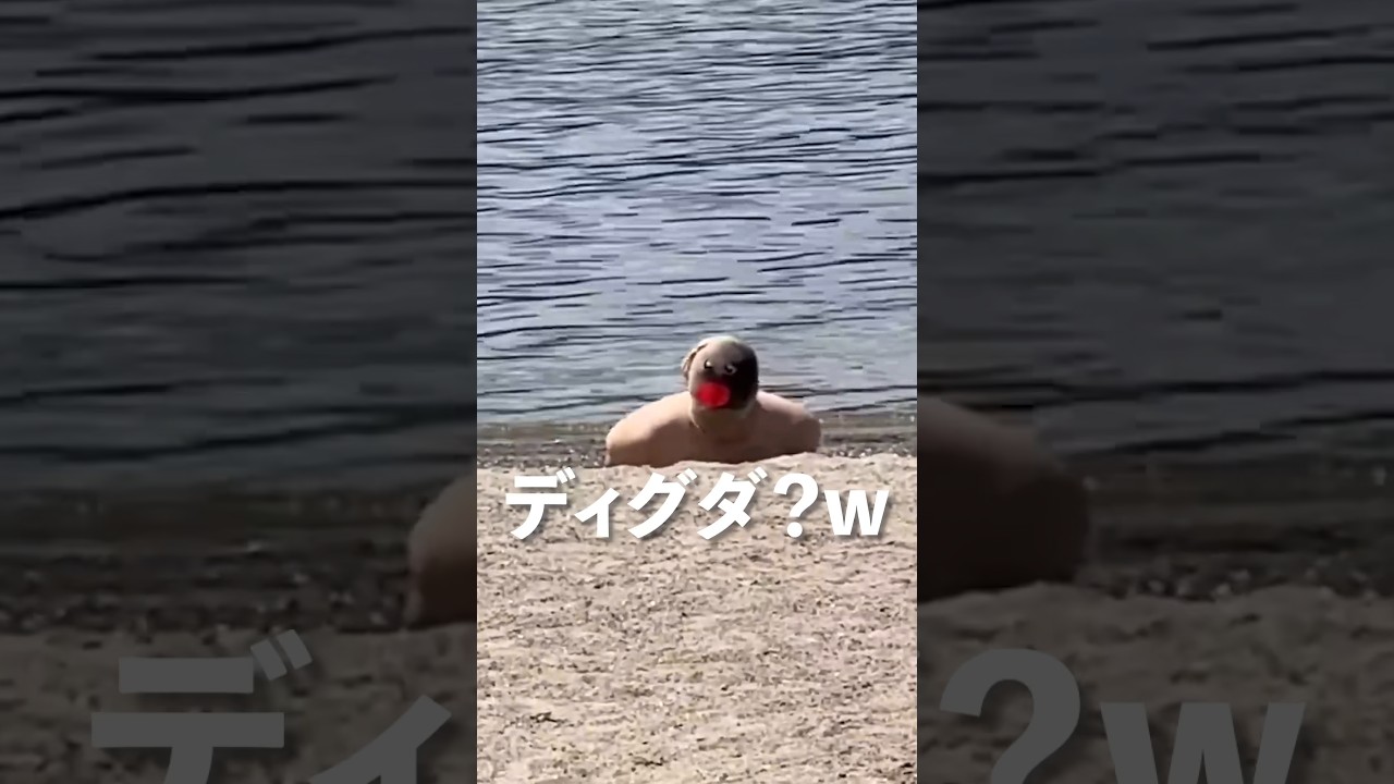 現実世界にディグダを発見！！