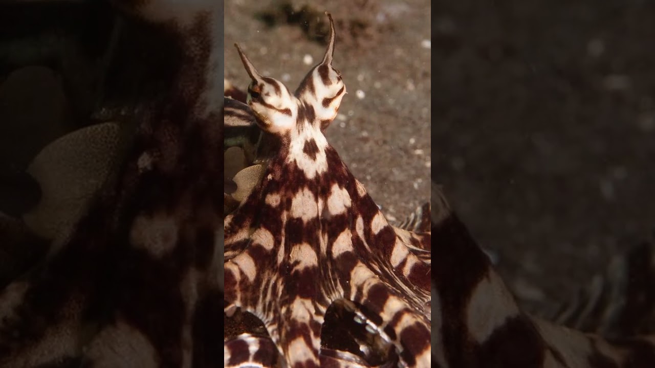 Animals With The Best Camouflage In The World