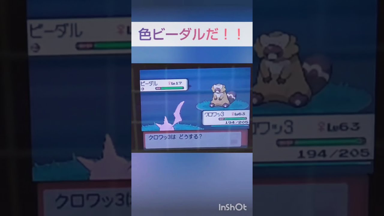 【ポケモンDP】色違い捕獲日記　8日目　ビーダル　【PokémonDP】The diary Capturing shiny Pokémon's.　Day8　Bibarel　#shorts