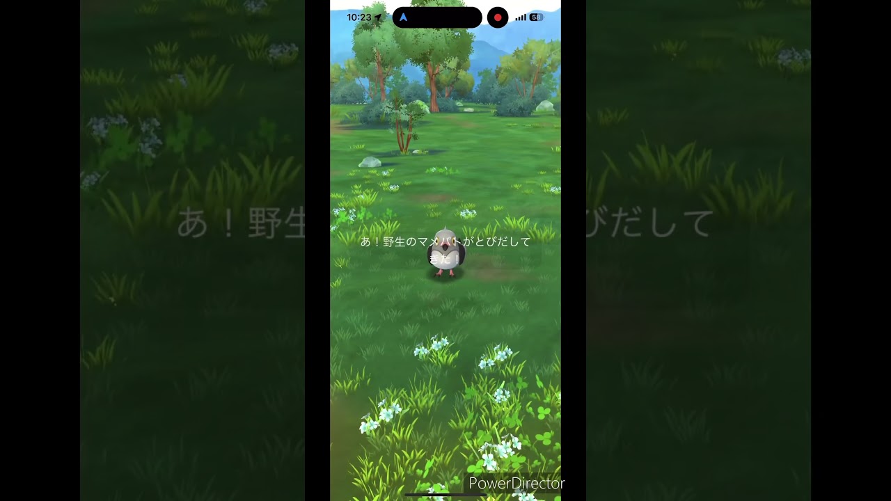 これが本当のマメパトさん #pokemon #ポケモン #ポケモンgo