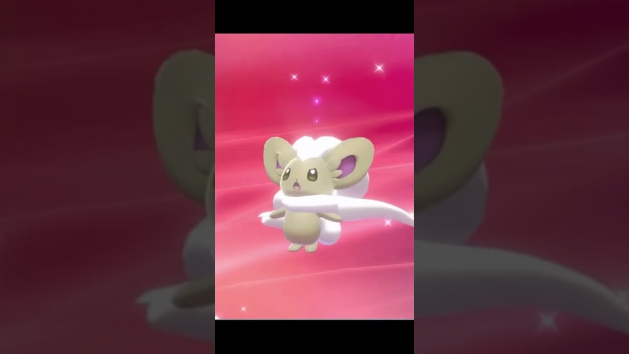 This Shiny Chinchilla Grows the Fluffiest Scarf (Pokemon Sword and Shield)