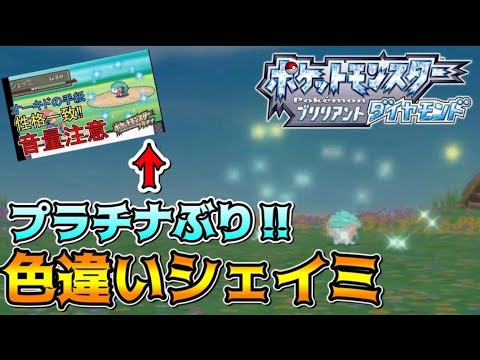 3年ぶりに色違いシェイミを出して発狂する男　【ポケモンBDSP】