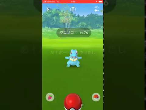 あ、野生のワニノコが現れた‼︎