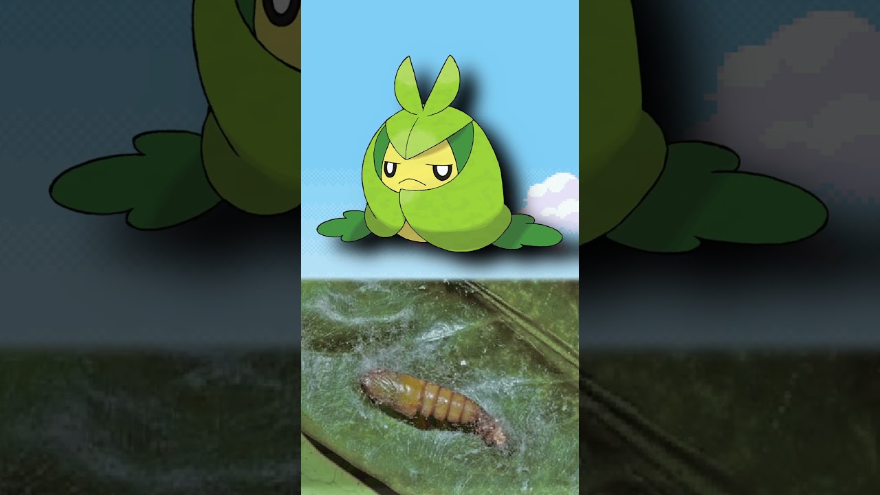 WTF is Swadloon?! | EVERY Pokémon Design Explained #pokemon #pokemontcg #shorts