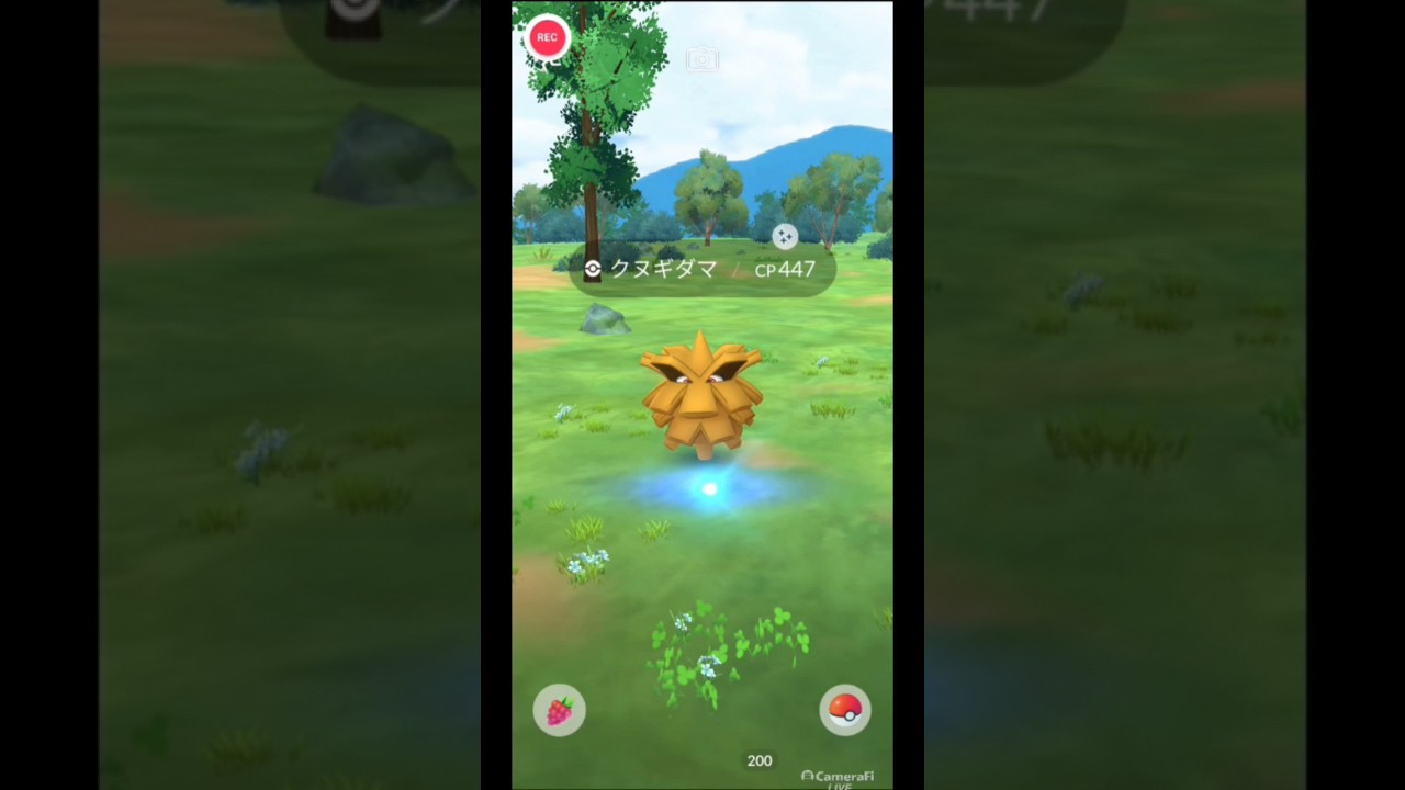 色違いクヌギダマとの遭遇！