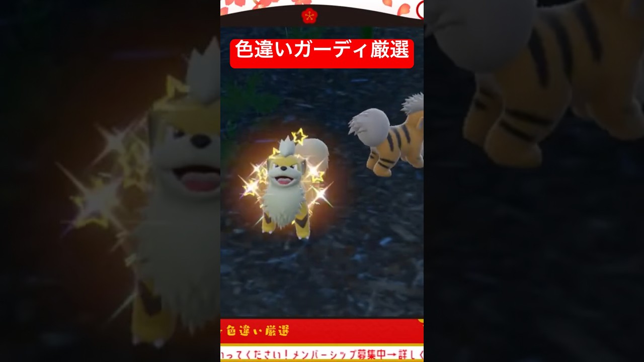 #ポケモンsv 色違いガーディ厳選