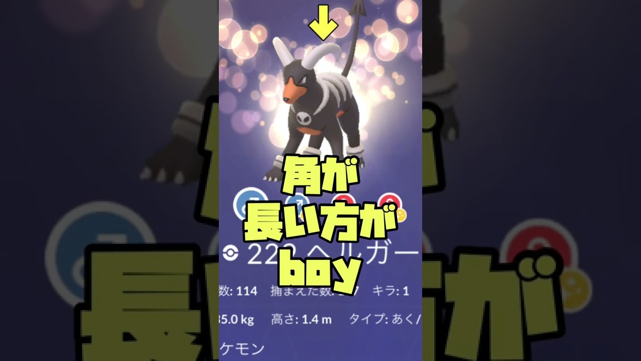 ヘルガーのオスメスの見分け方！