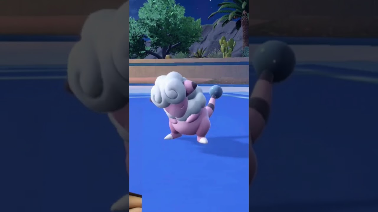 モココのサプライズ?