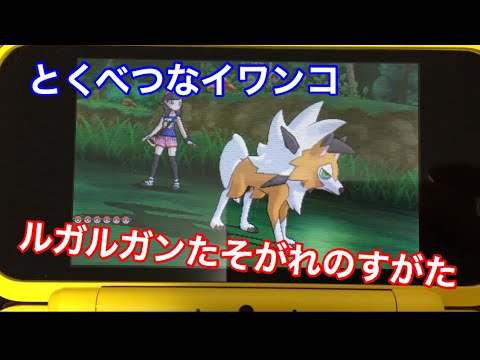 【ポケモン ウルトラサンムーン】特別なイワンコ、ルガルガンたそがれのすがたへ進化！！5時限定進化