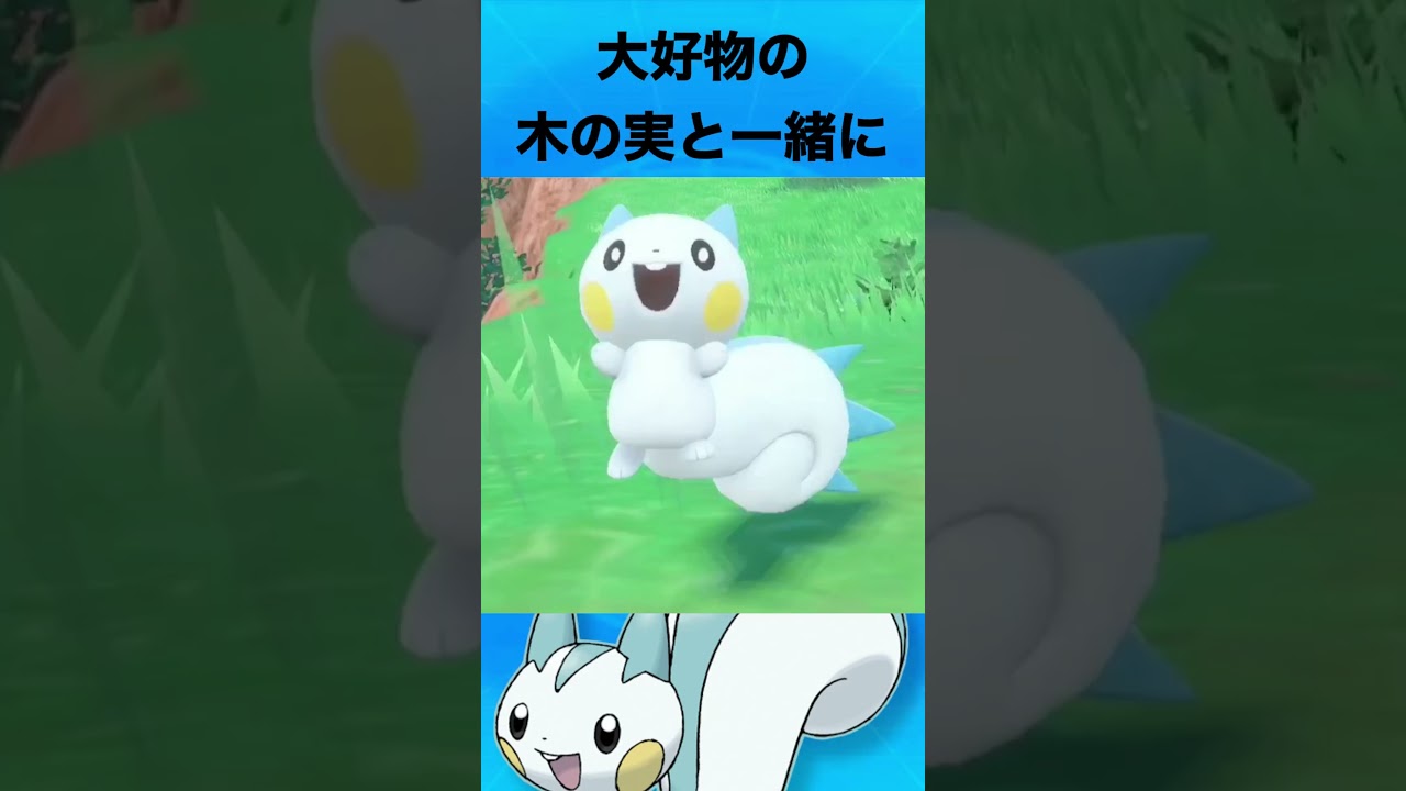 パチリスについて #ポケモン #パチリス