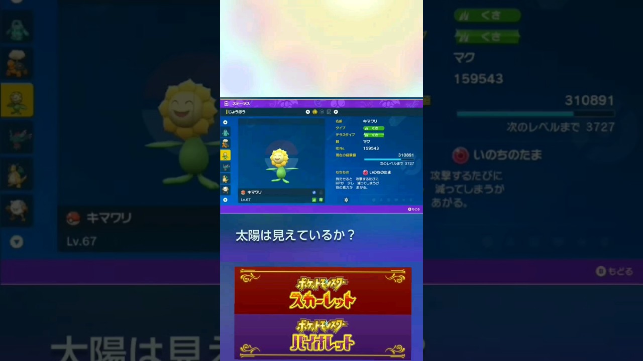 【ポケモンSV】サンパワーキマワリでランクマッチ#マスボ級#ランクマッチ