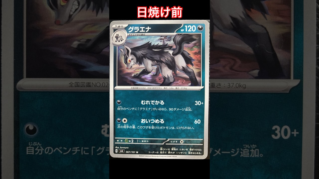 グラエナの日焼けポケカ