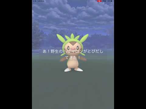 【ポケモンGO】初めて、野生のハリマロンに遭遇！