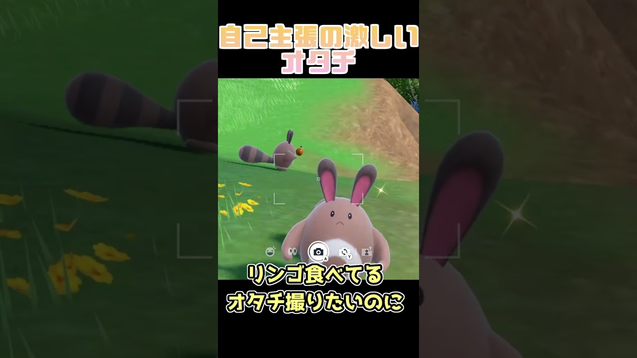 可愛すぎるオタチ【ポケモンSV 碧の仮面】　#shorts