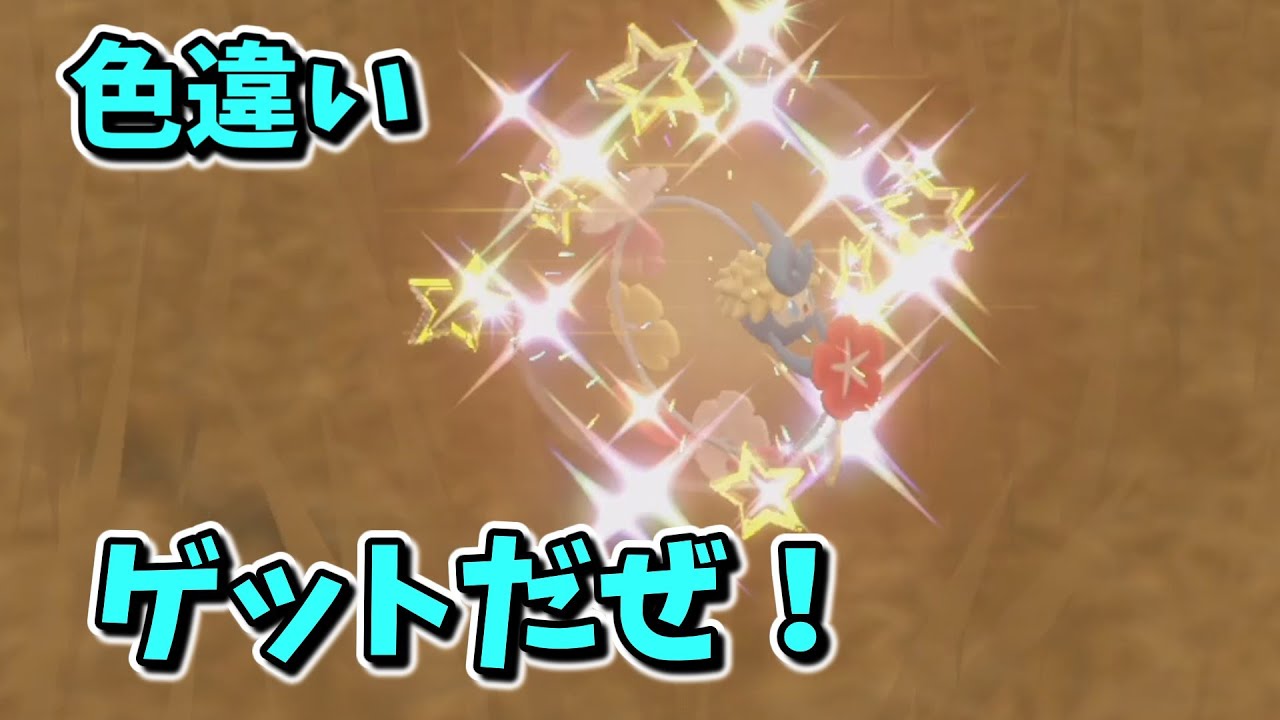 ポケモンSV　色違いキュワワー乱獲雑談配信！（希望者には交換いたします）