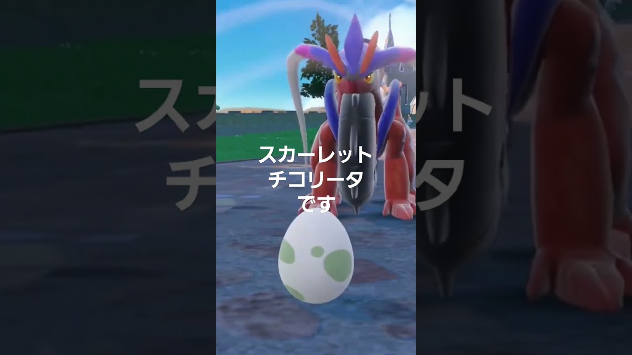 スカーレットチコリータです